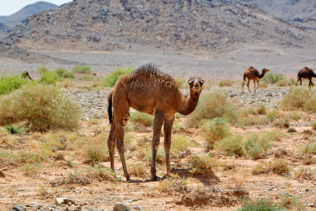 marruecos_0798