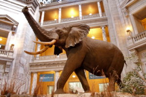 national-museum-natural-history-washington-1