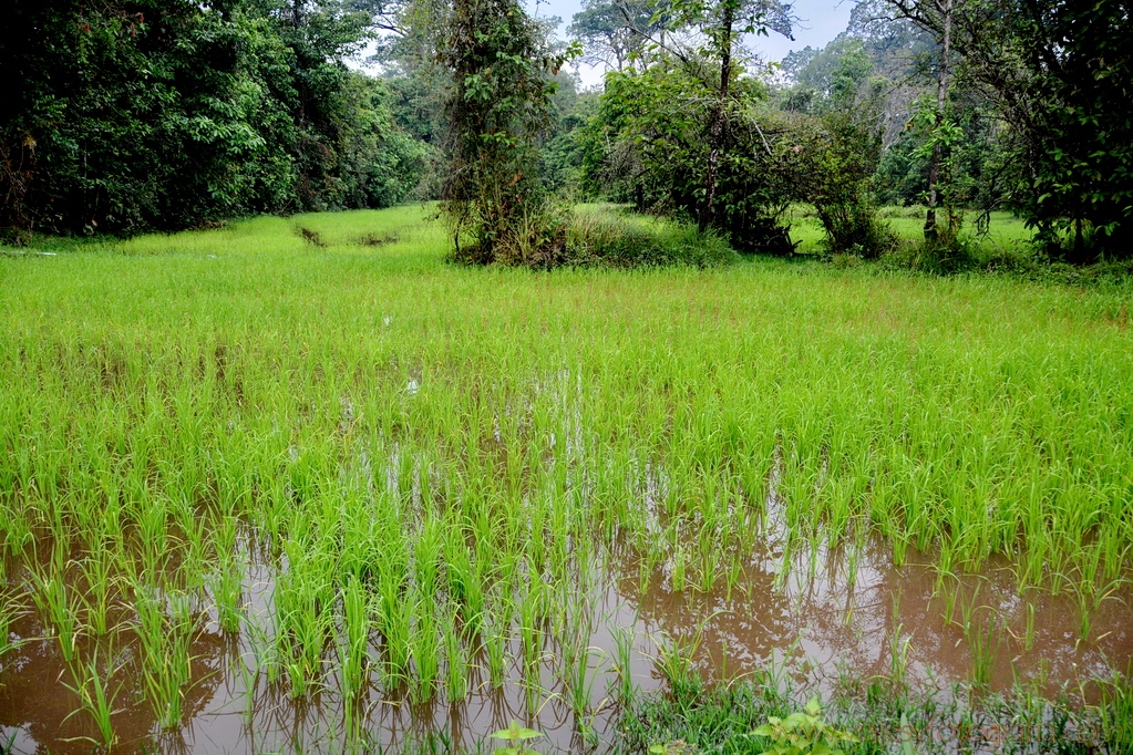 banteay-srey-03