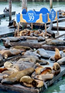 san-francisco-6596