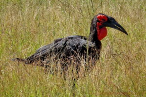 ground-hornbill