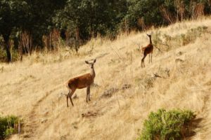 la-nava-del-barranco-0705