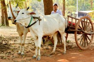 camboya-3506