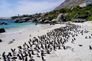 boulders-beach-0514