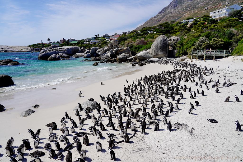 boulders-beach-0514