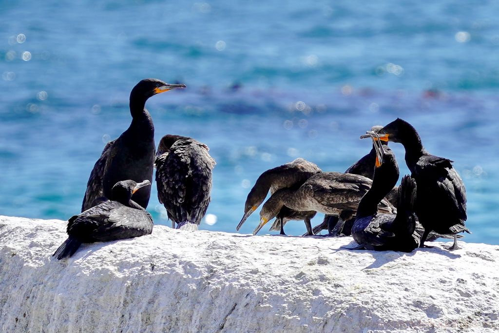 boulders-beach-05172