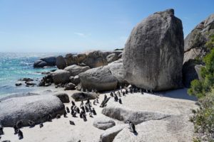 boulders-beach-05240