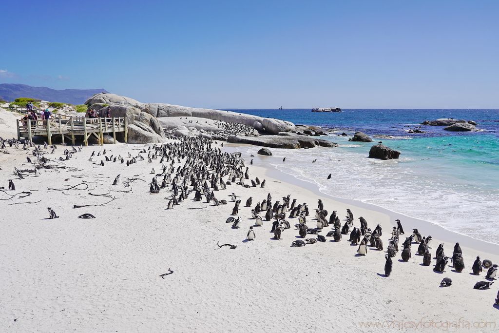 boulders-beach-05250