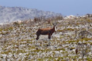 cabo-buena-esperanza-05273