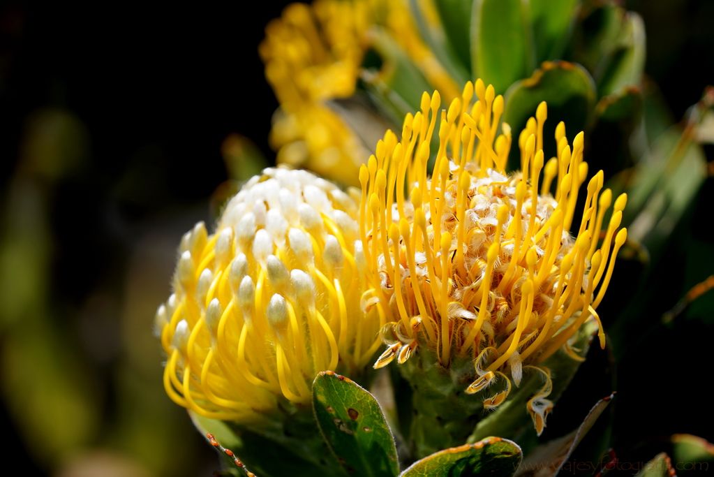 proteas-cabo-buena-esperanza