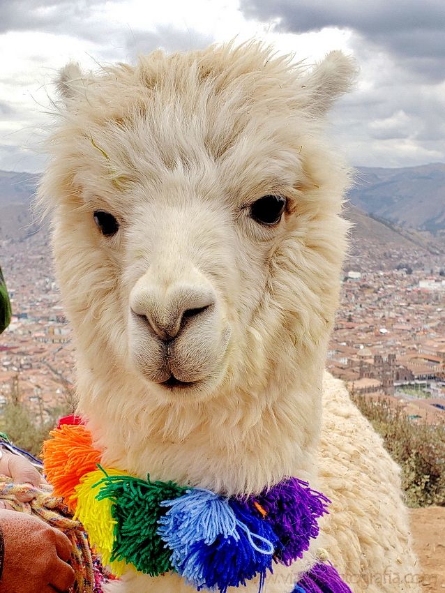 alpaca