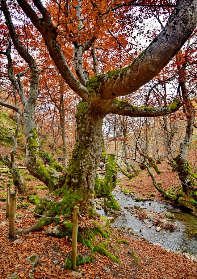 faedo-de-ciñera-fagus