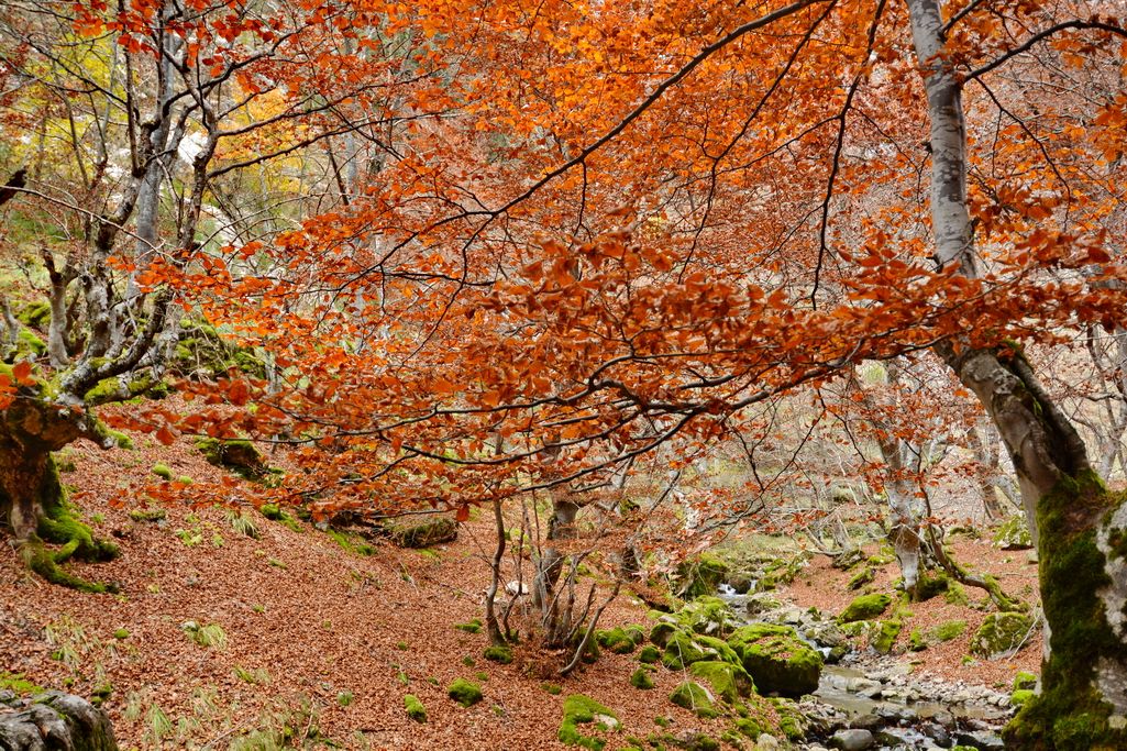 faedo-de-ciñera-leon-9