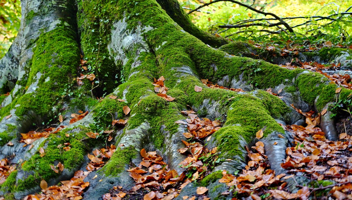 bosques-navarra-2