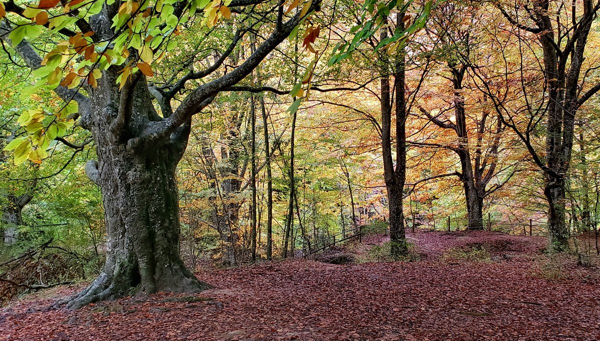 bosques-navarra-1