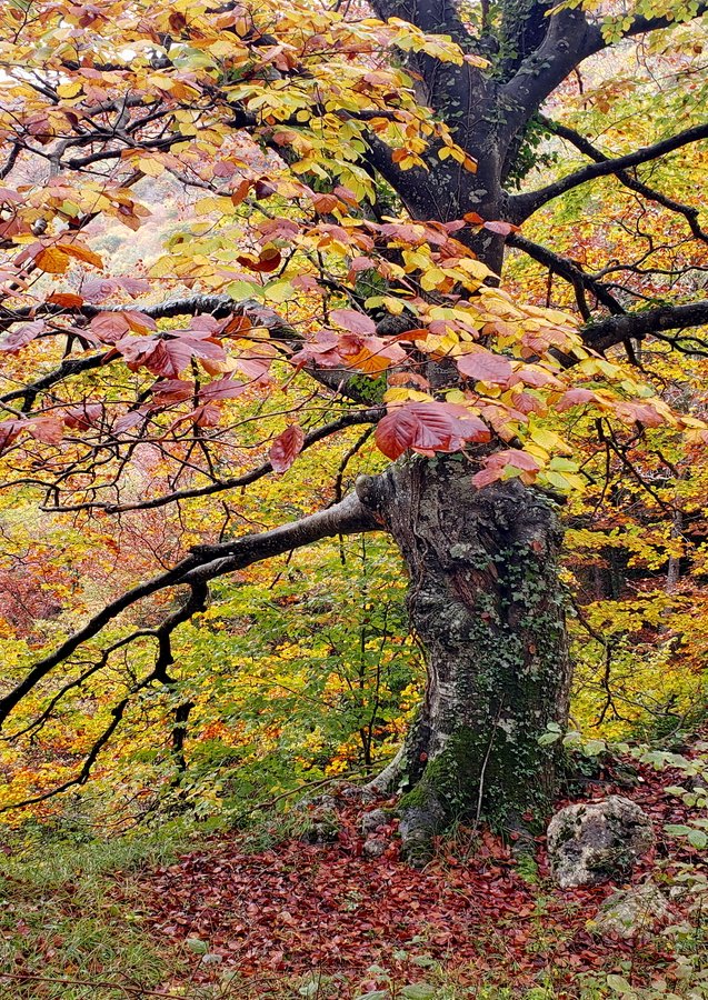 bosques-navarra-5