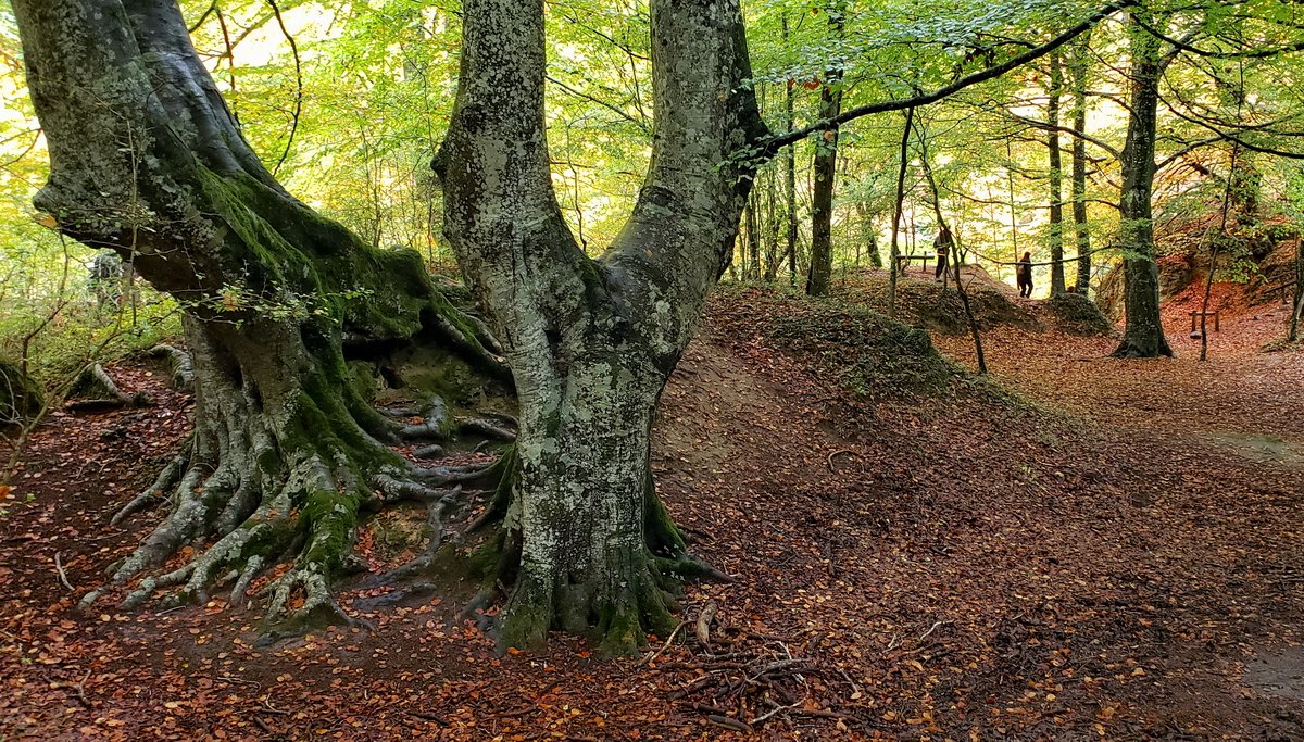 bosques-navarra-3