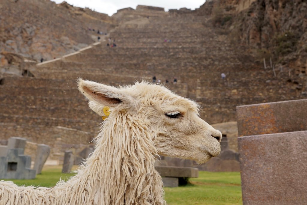 ollantaytambo-ruinas-6