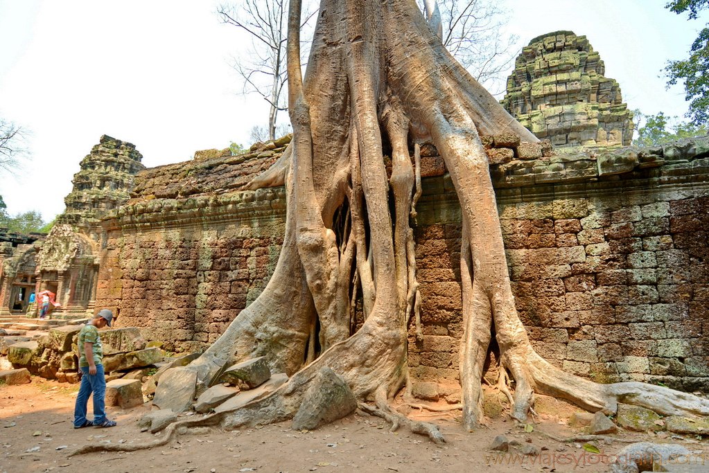 ta-prohm-raices-2