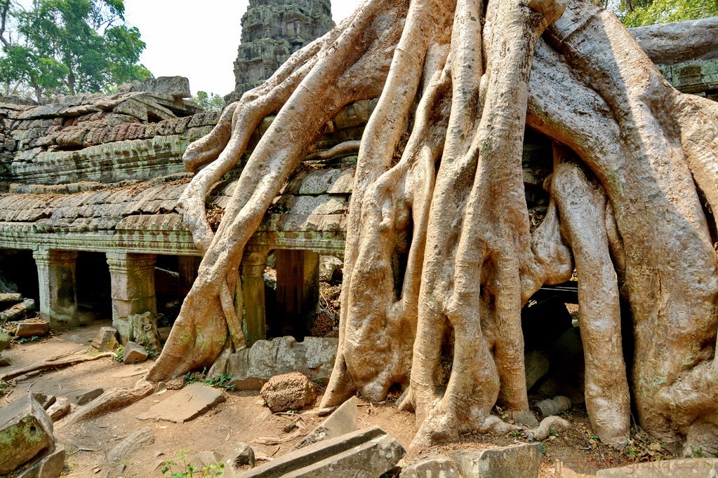 ta-prohm-angkor-2