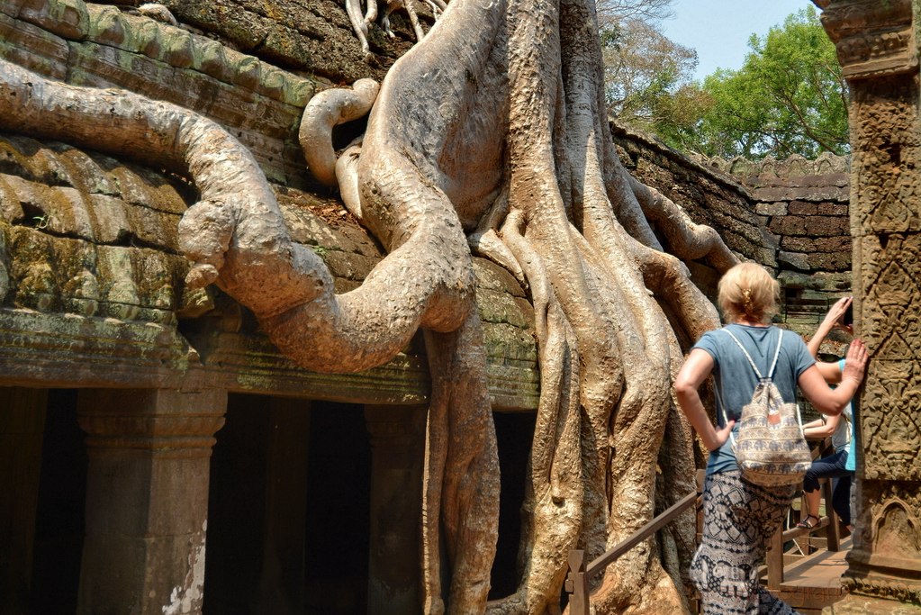 ta-prohm-raices