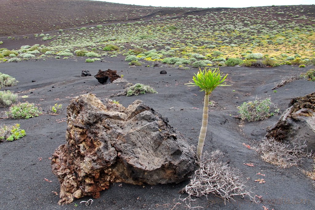 la-palma-4