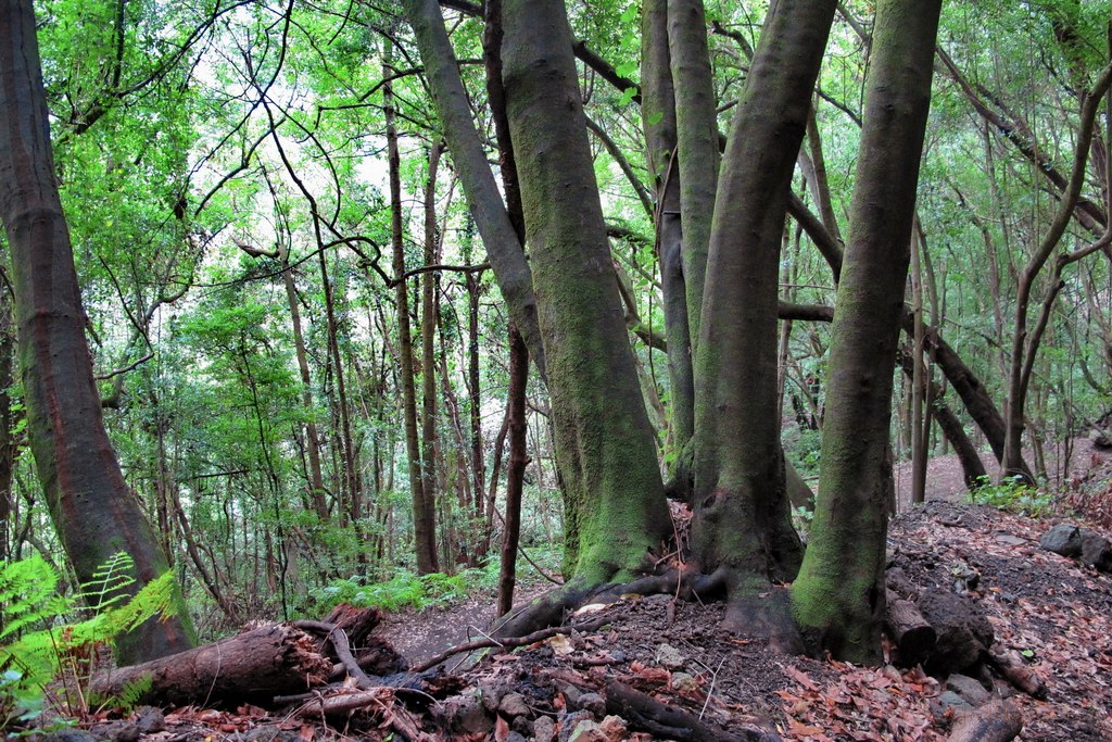 bosque-laurisilva-los-tilos-3