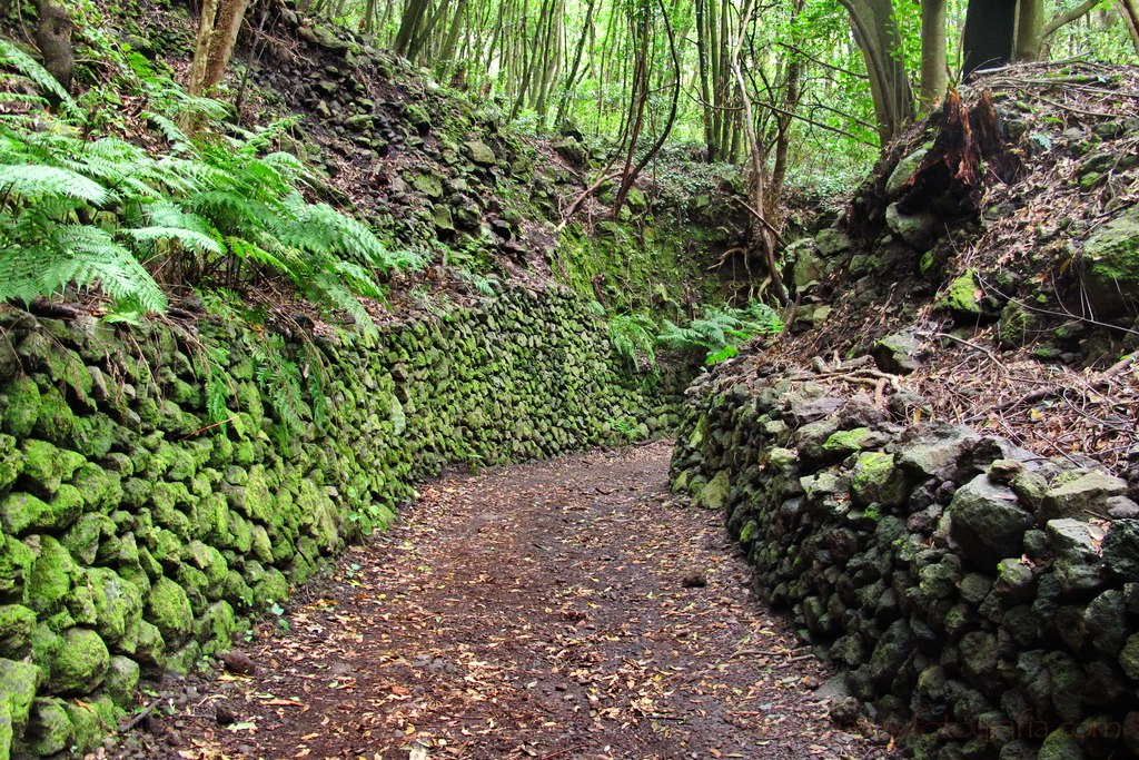 bosque-laurisilva-los-tilos-1