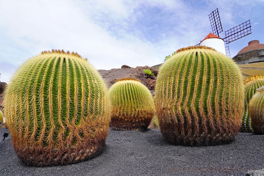 lanzarote_jardin_cactus_4