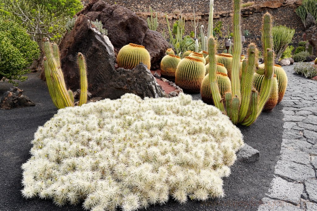 lanzarote_jardin_cactus_6