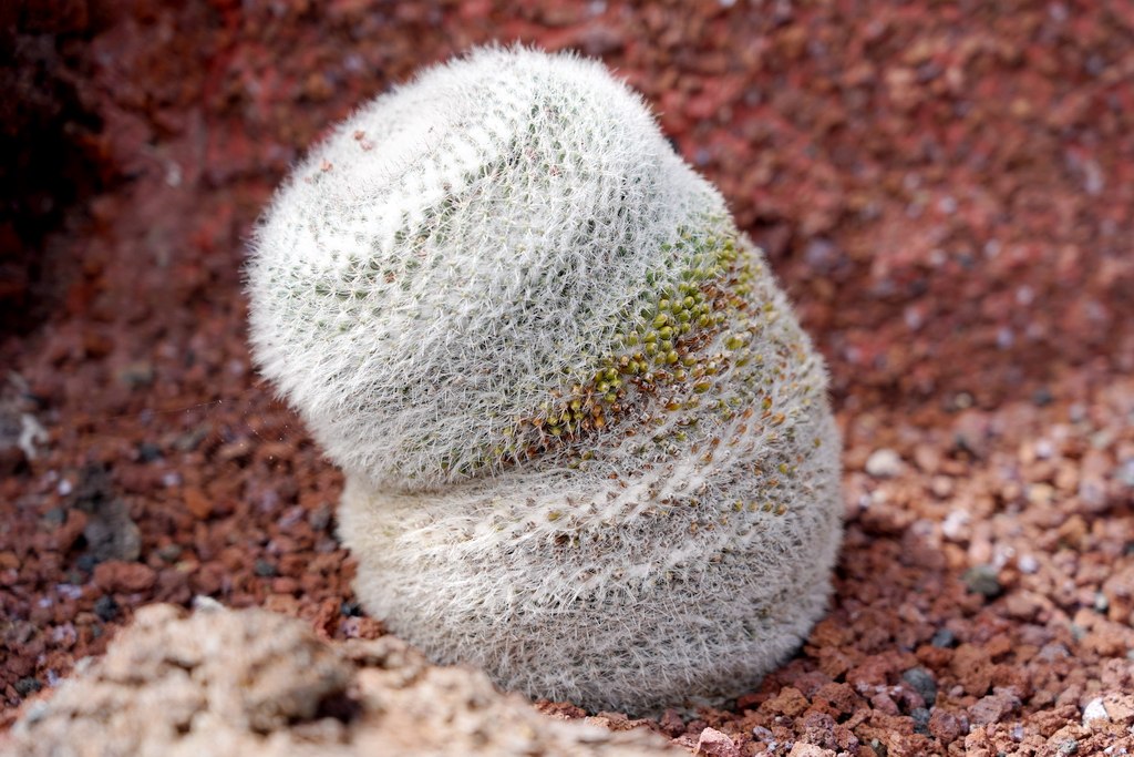 lanzarote_jardin_cactus_5