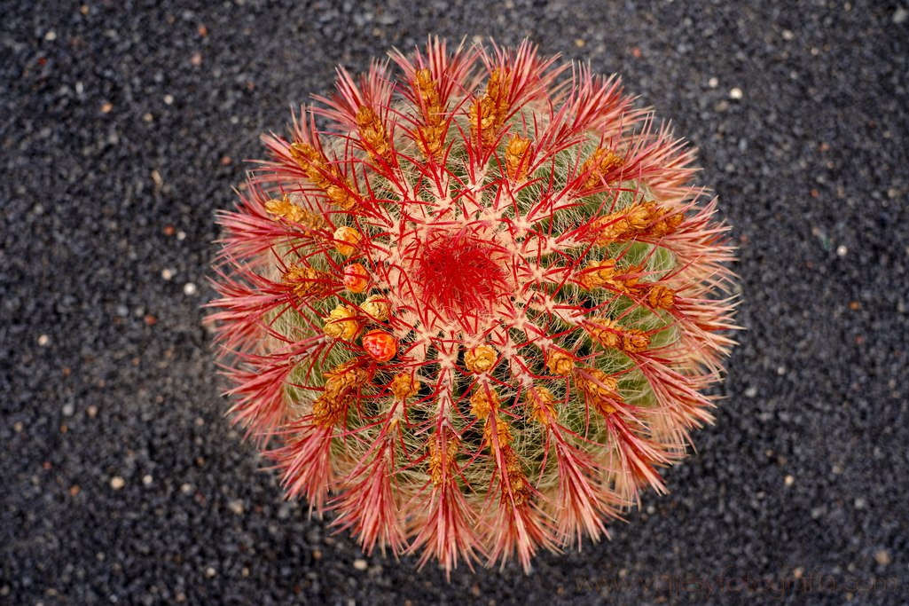 lanzarote_jardin_cactus_3