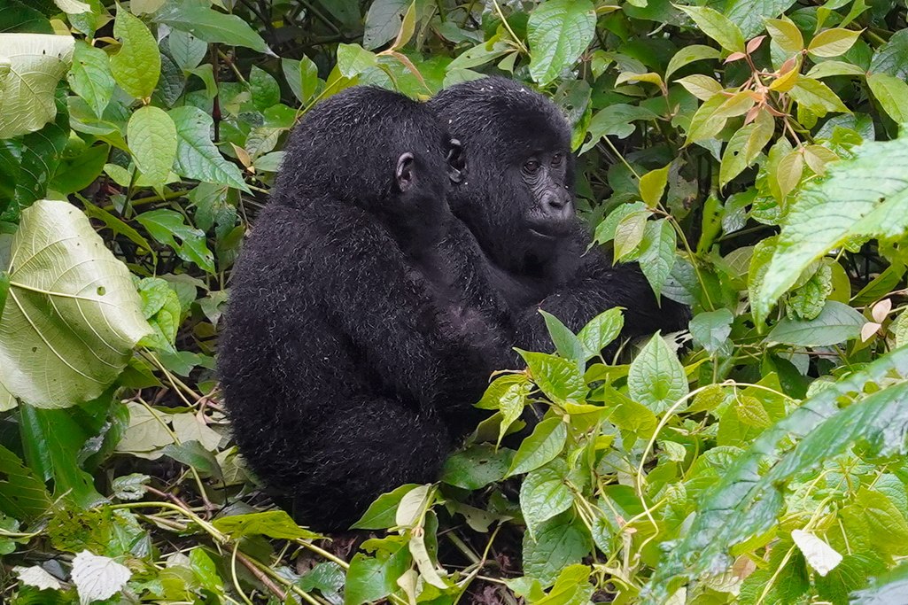 gorilas-uganda-bwindi-13