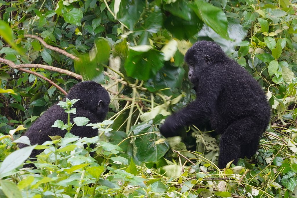 gorilas-uganda-bwindi-14