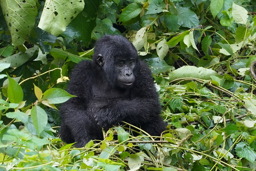 gorilas-uganda-bwindi-11