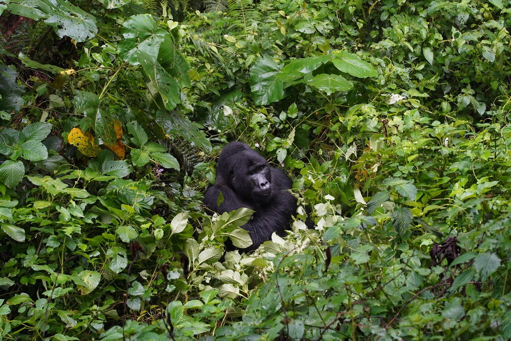 uganda-gorilas-3