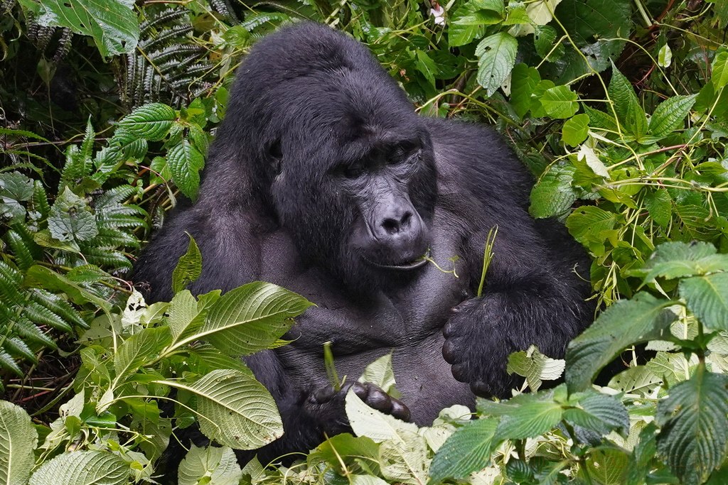 Los gorilas de montaña del Bosque Impenetrable de Bwindi