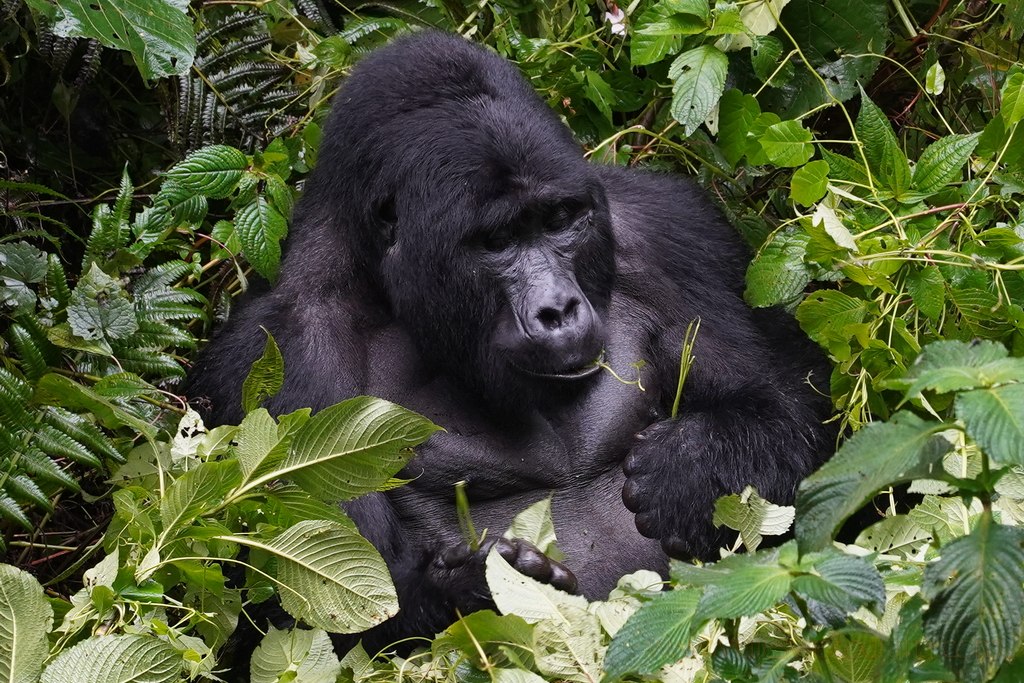 uganda-bwindi-2