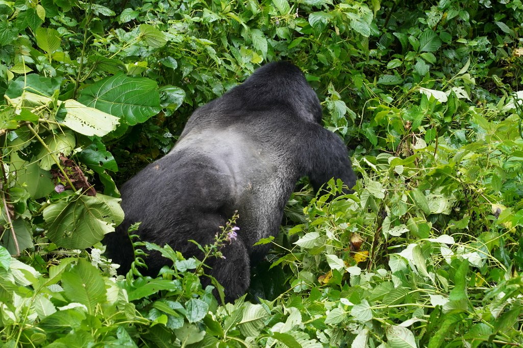 gorilas-uganda-bwindi-9