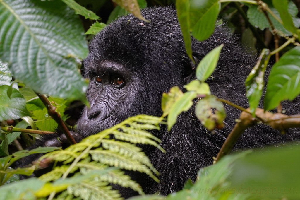 gorilas-uganda-bwindi-10