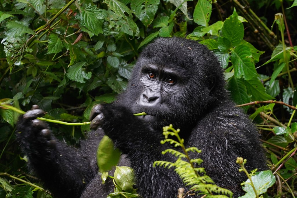 gorilas-uganda-bwindi-8