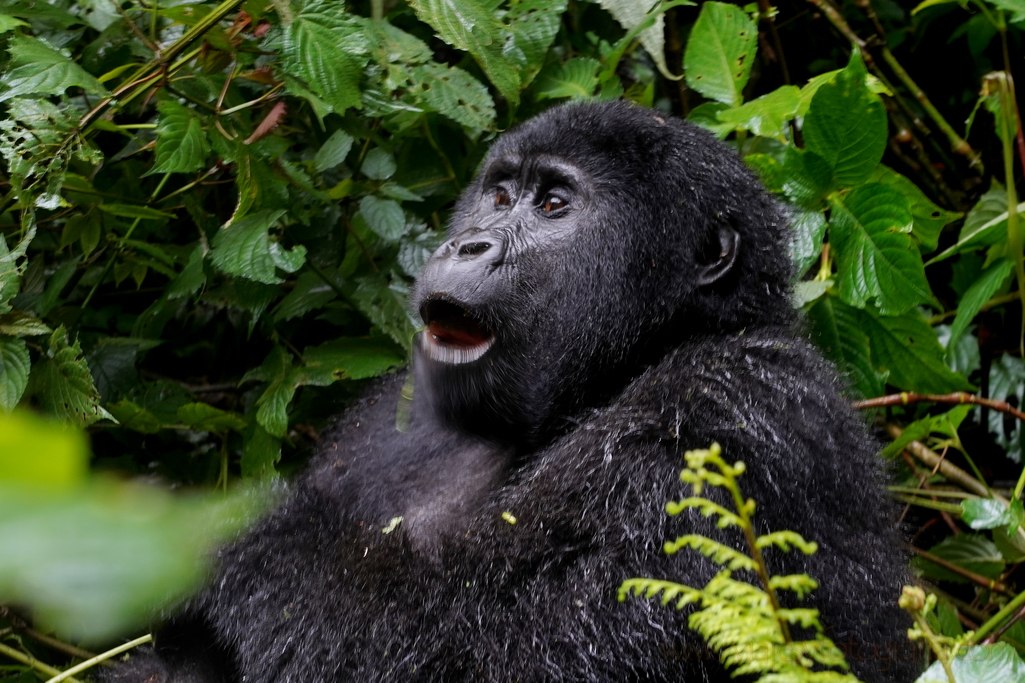 uganda-gorilas-2