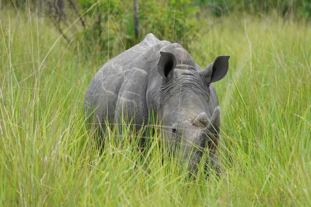 uganda-rhinos-ziwa-2