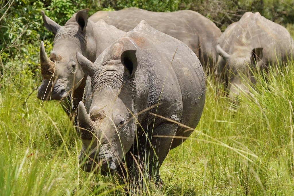 uganda-rhinos-ziwa-3