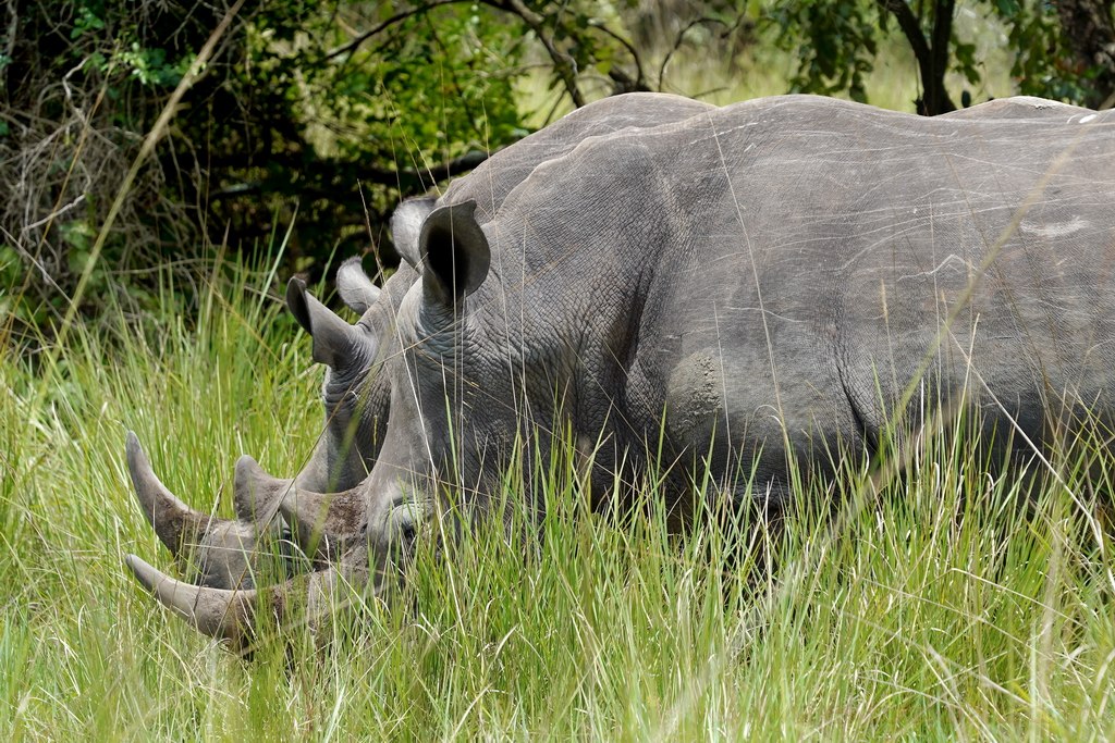 uganda-rhinos-ziwa-1
