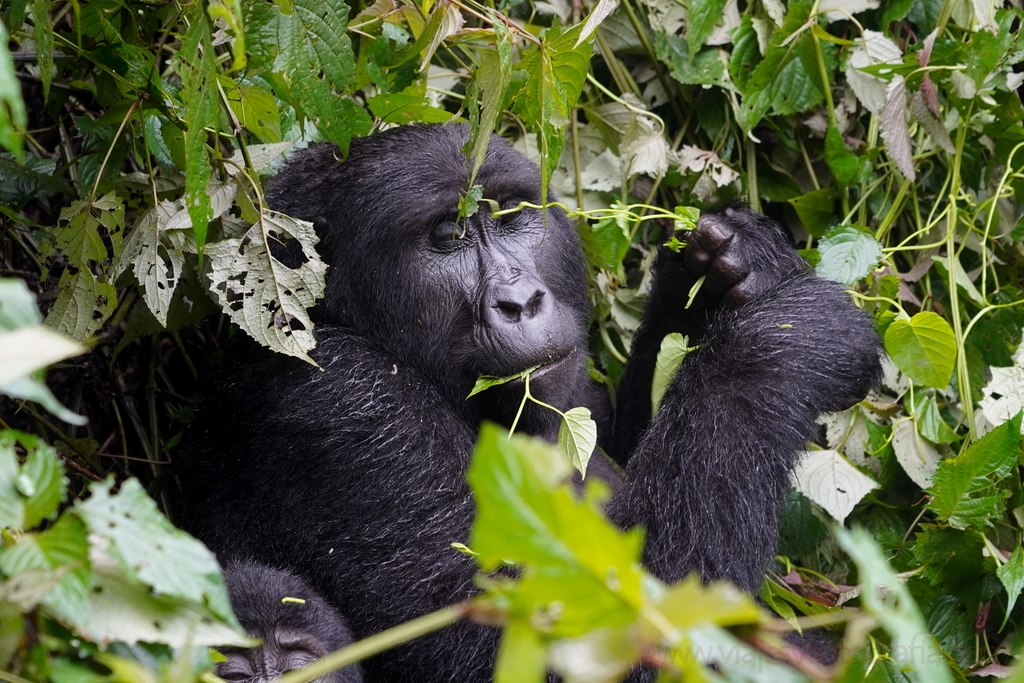 gorilas-uganda-bwindi-12
