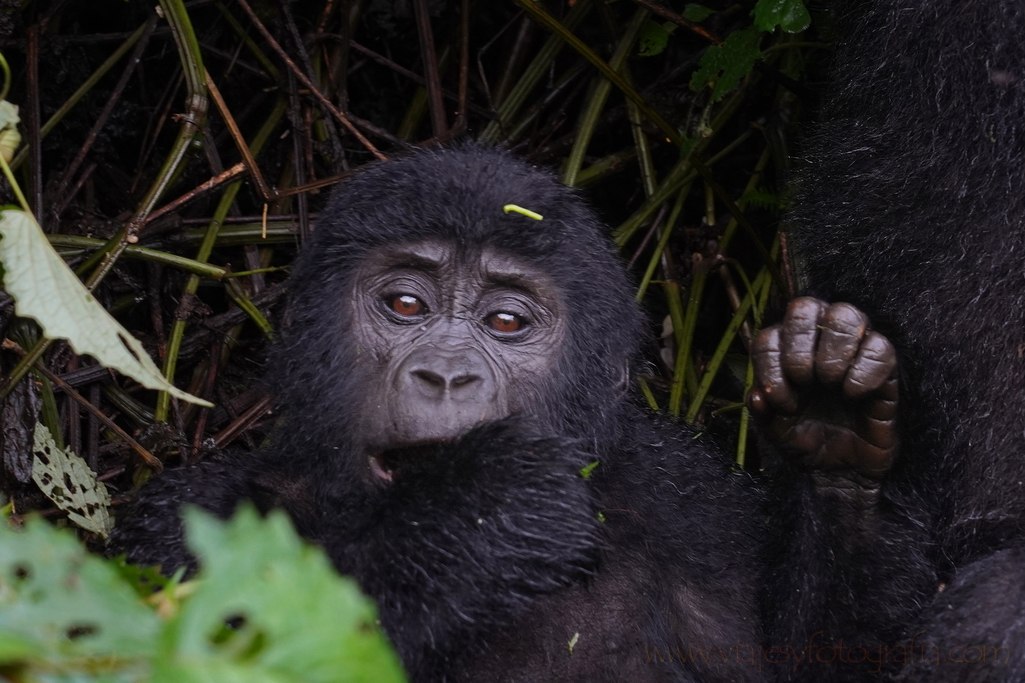 uganda-gorilas-1