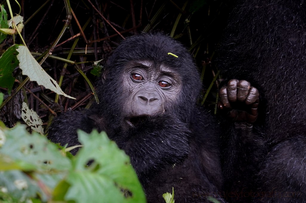 gorilas-uganda-bwindi-3