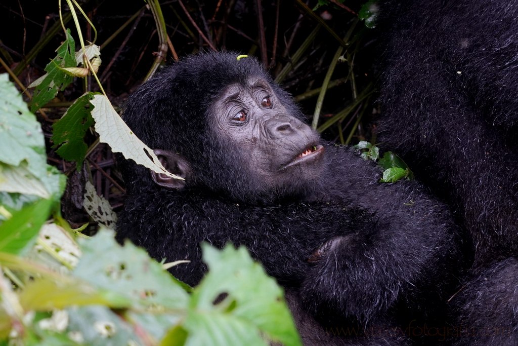 uganda-bwindi-gorilas-6