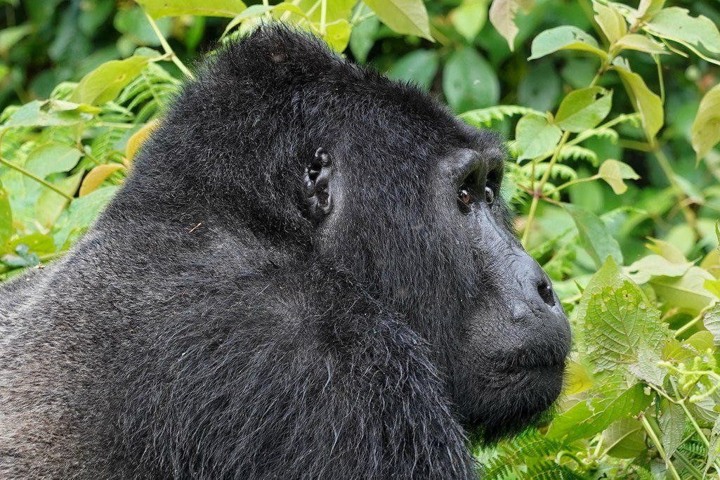 uganda-bwindi-4